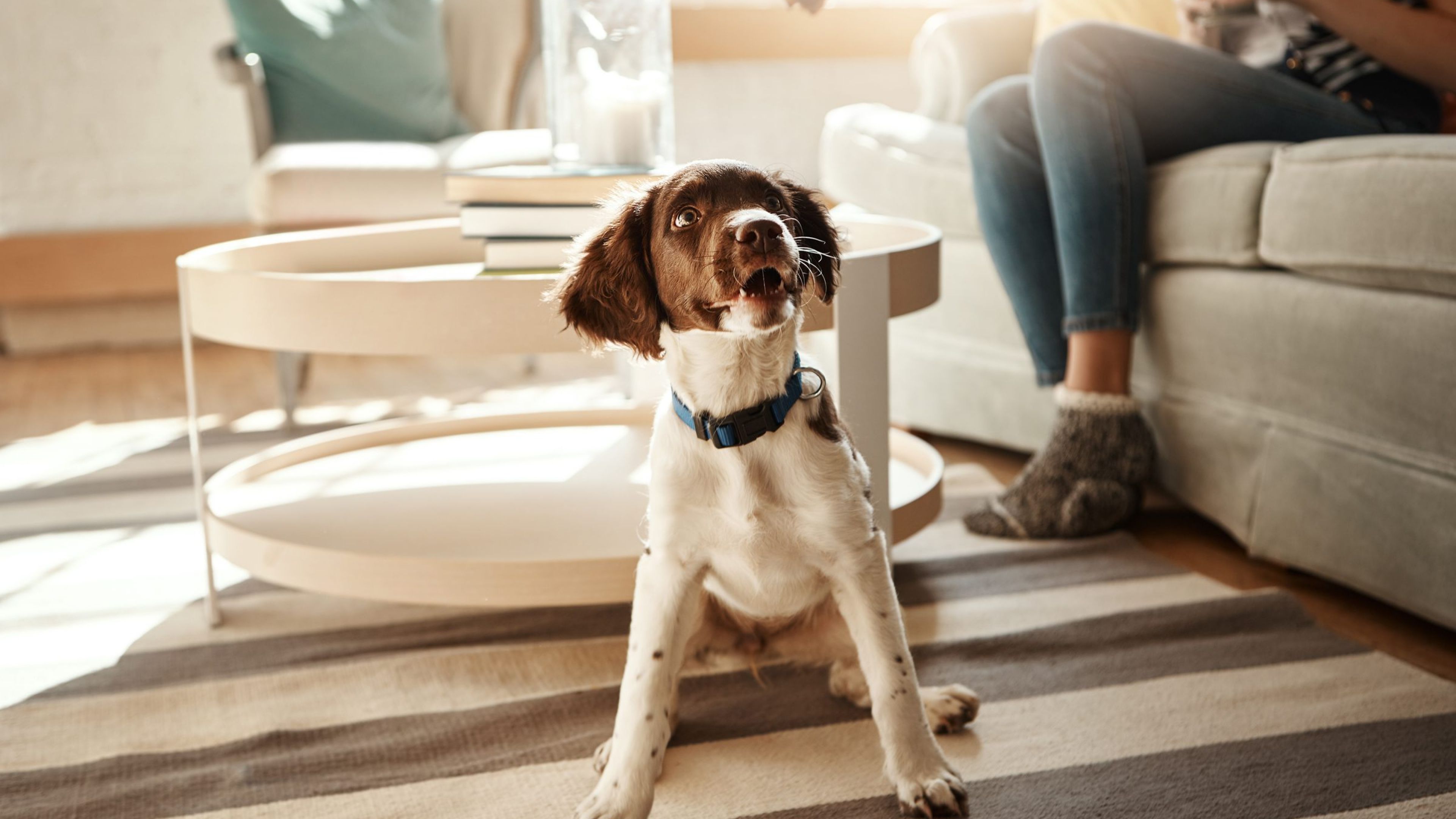 Hawthorne at Hampstead cute dog sitting on apartment living room floor